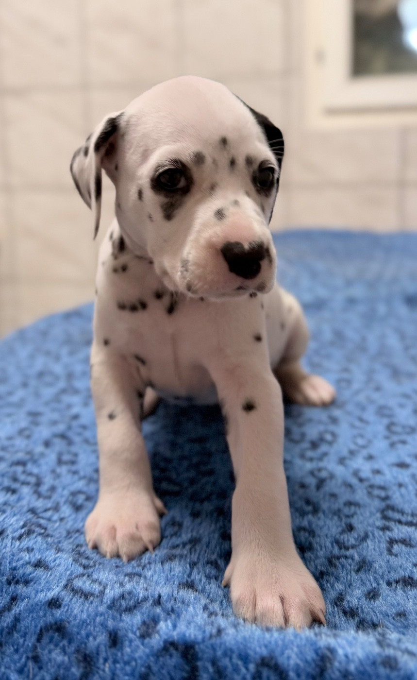 Chiot N°9