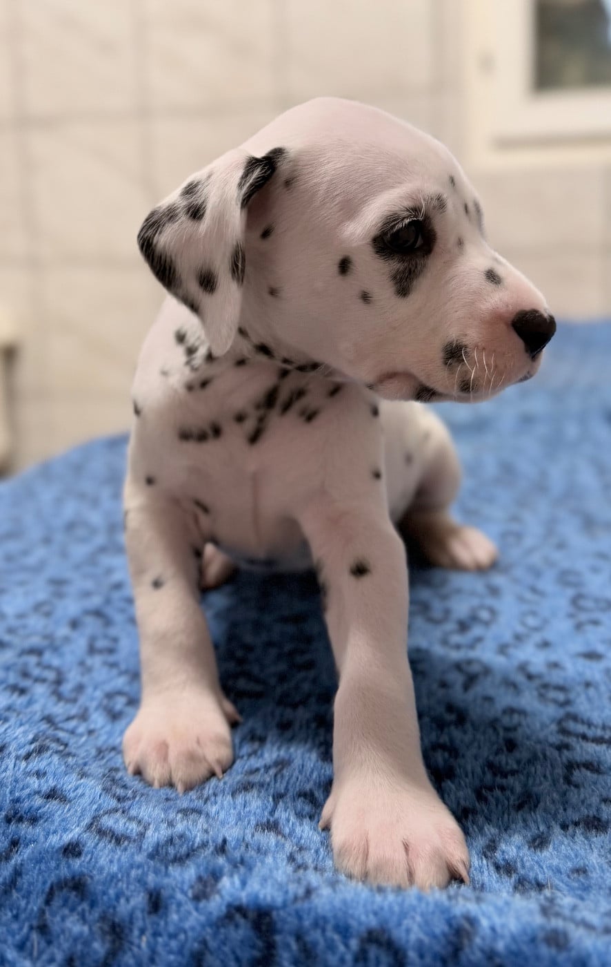 Chiot N°9