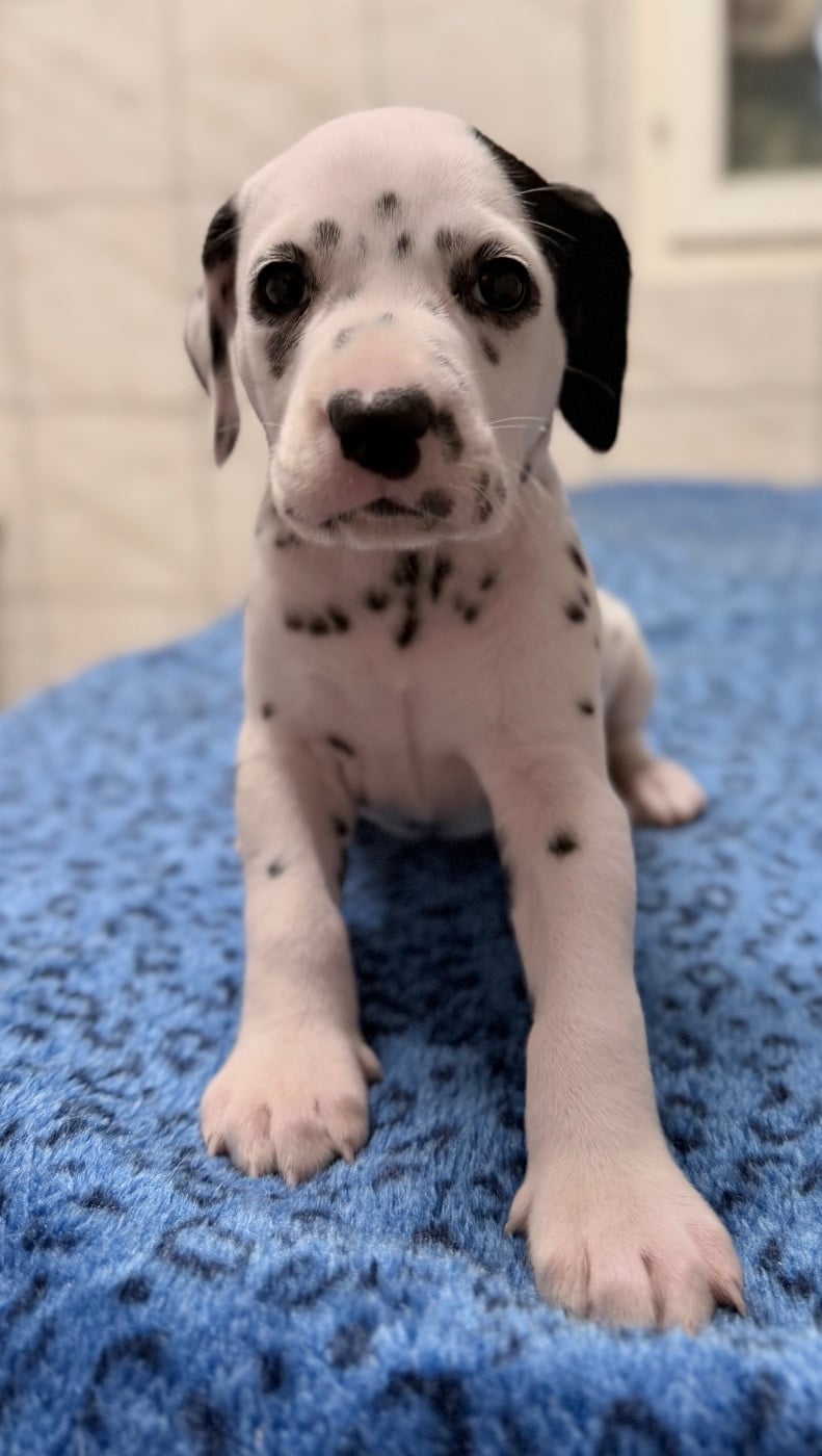 Chiot N°9