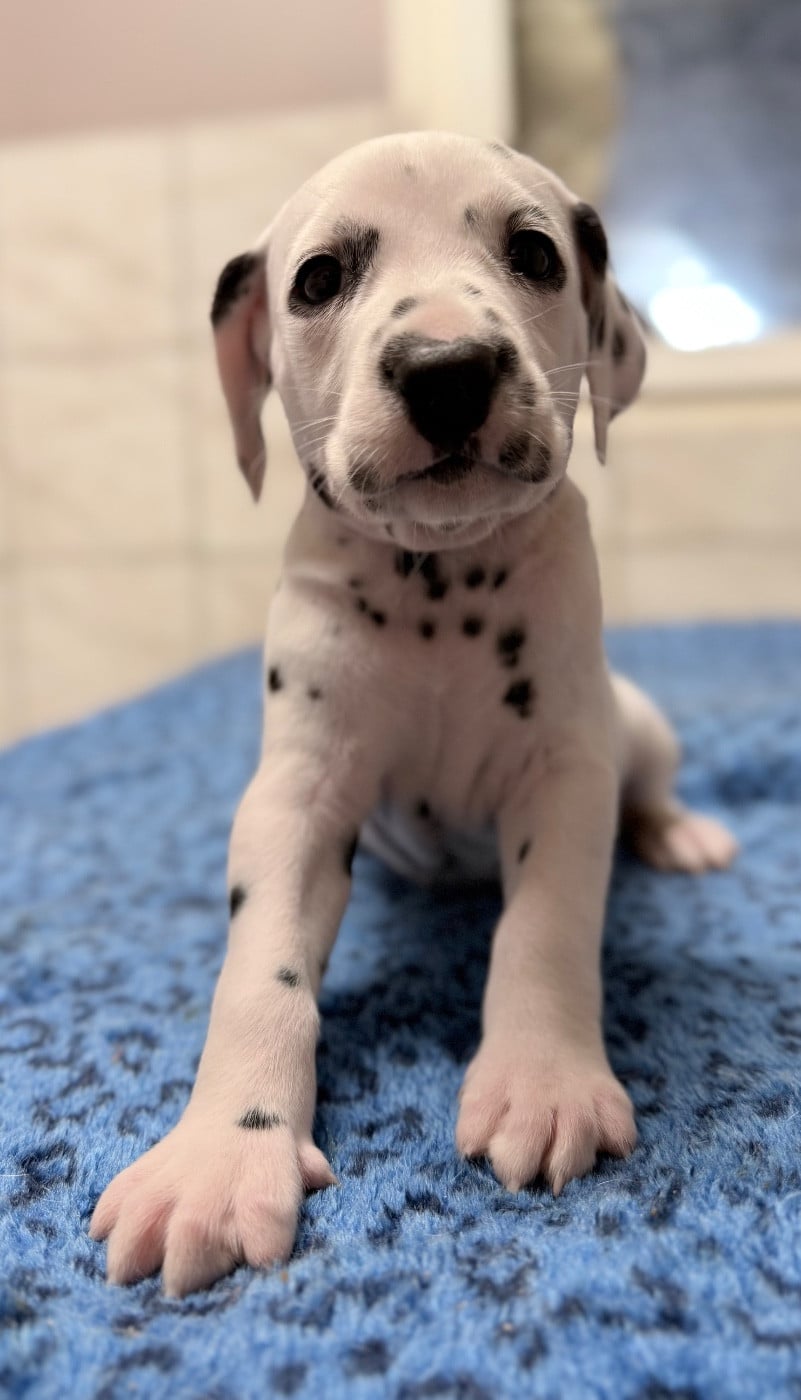 Chiot N°8