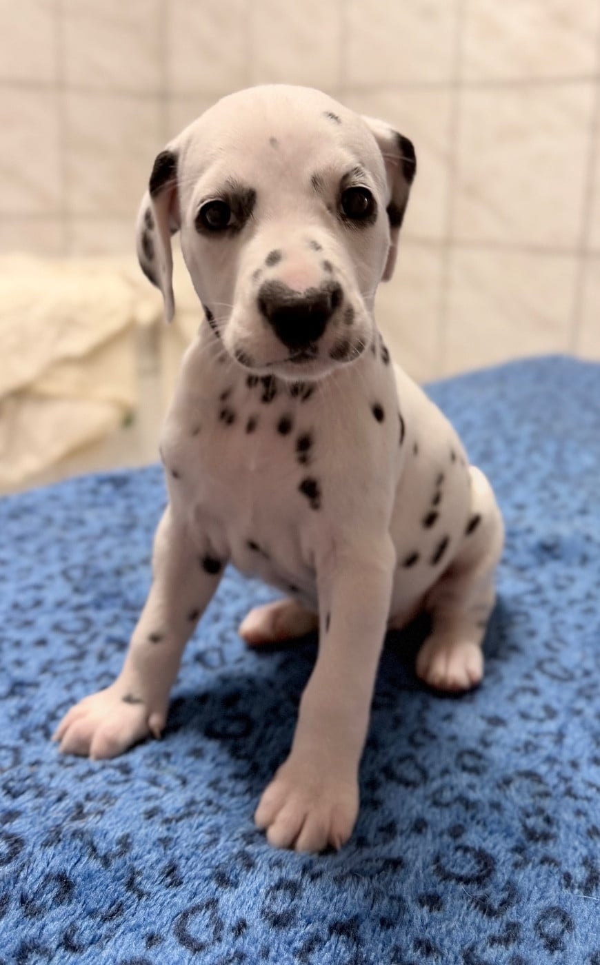 Chiot N°8