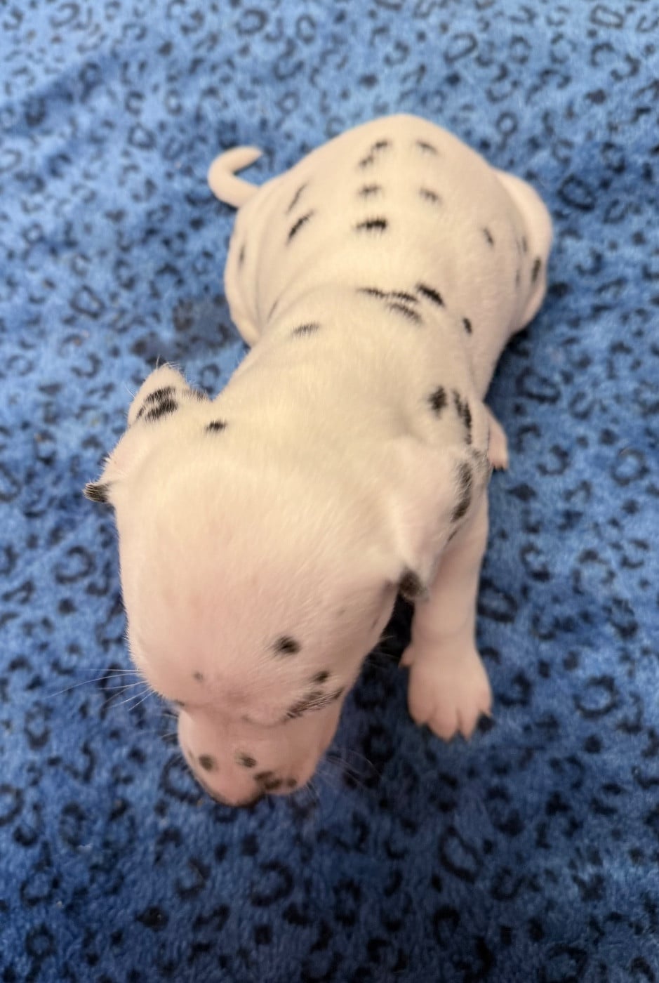Chiot N°8