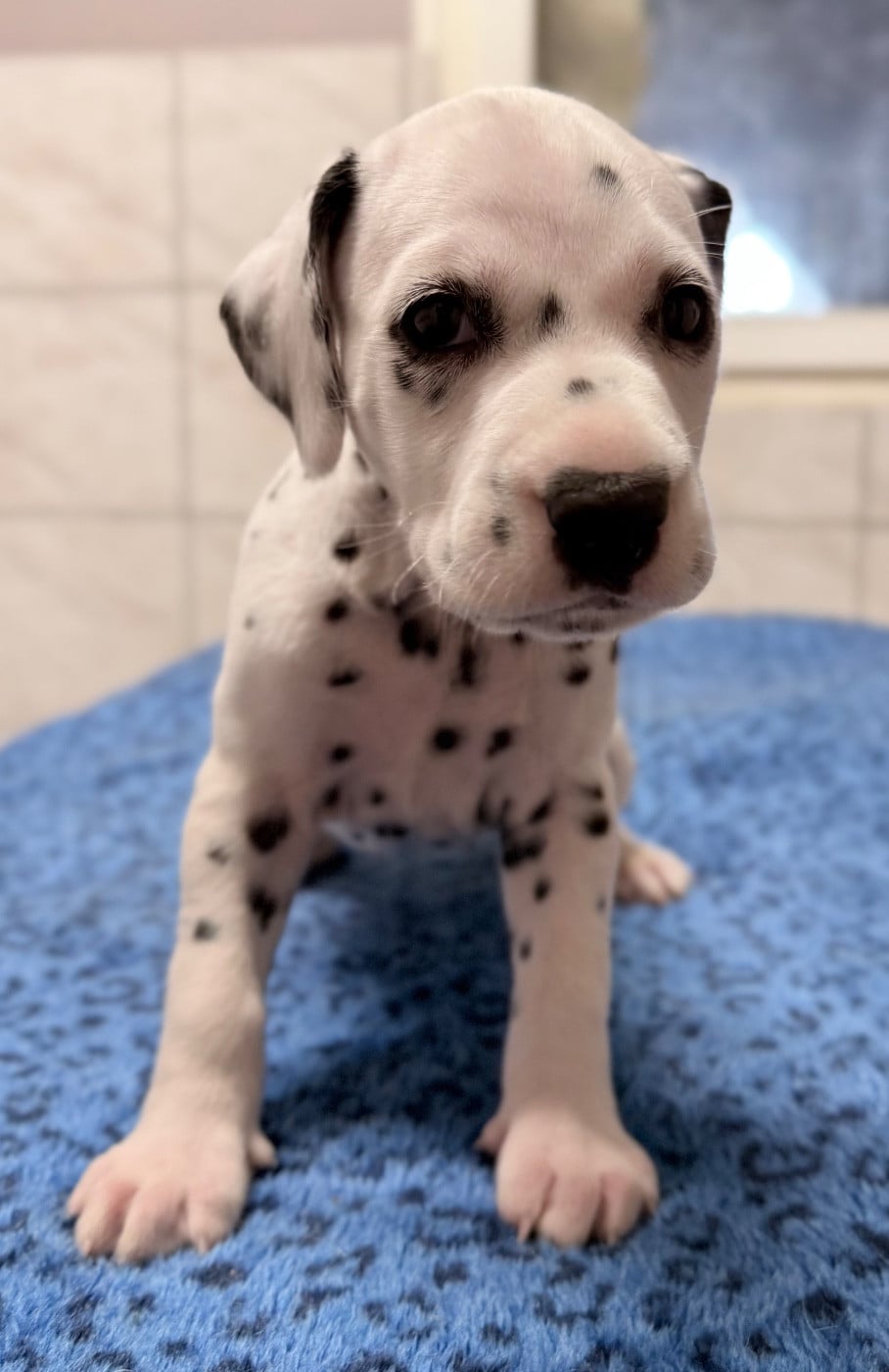 Chiot N°7