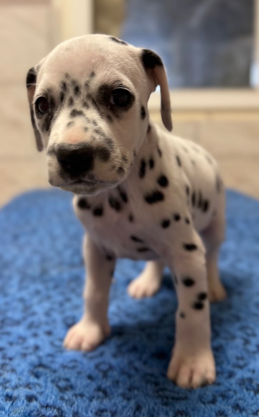 Chiot N°6