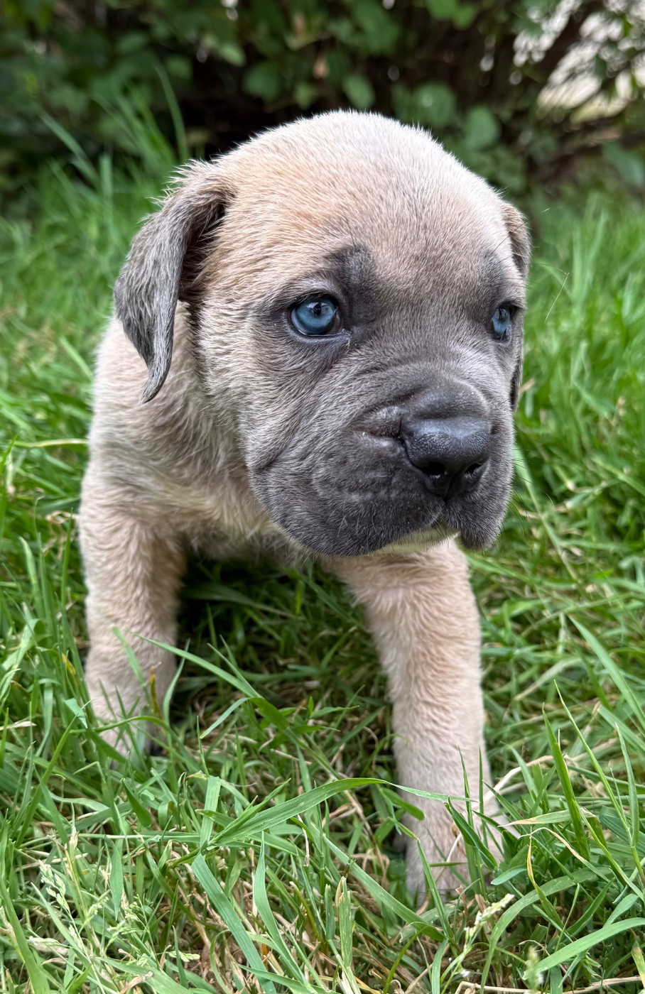Chiot N°1 froment