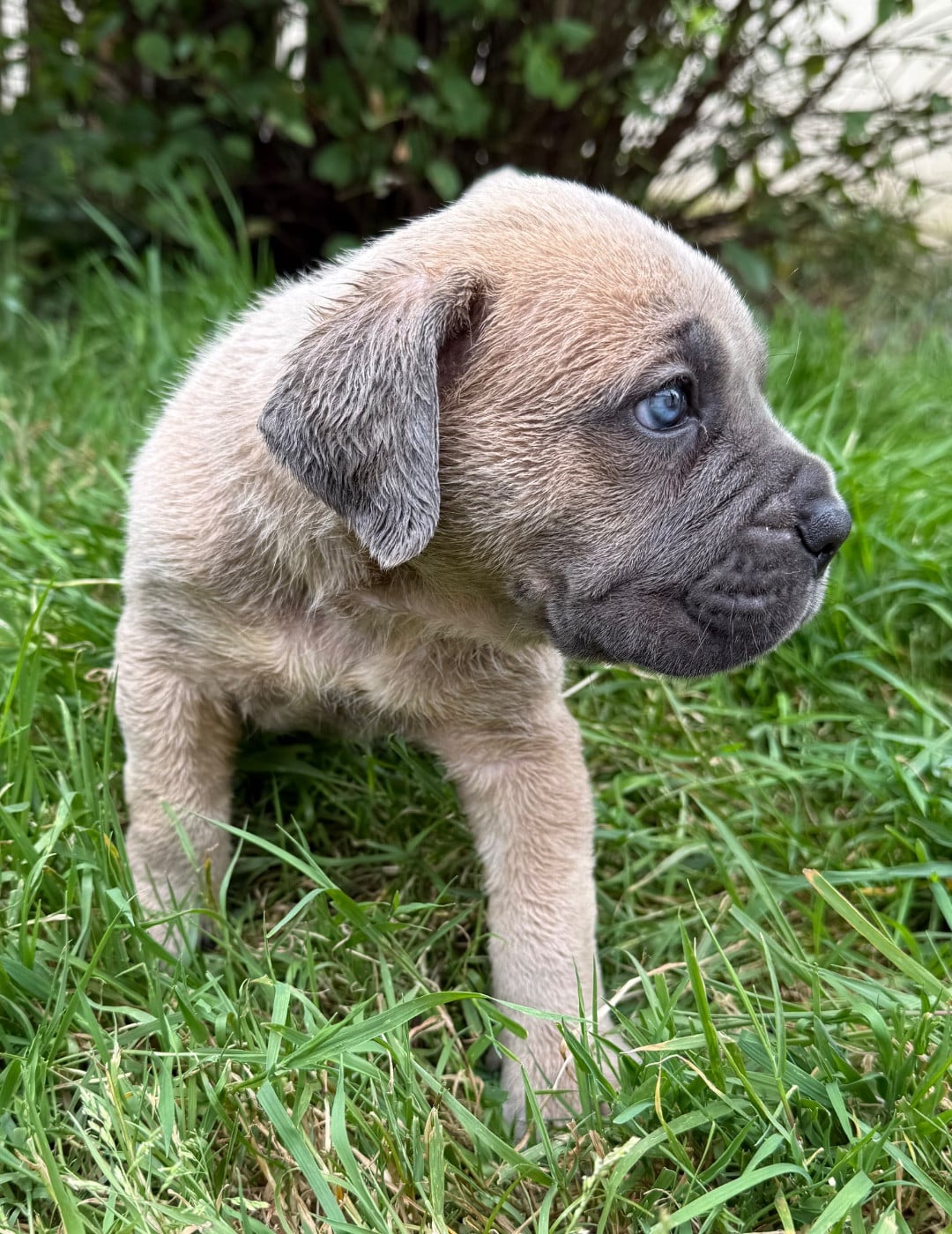 Chiot N°1 froment