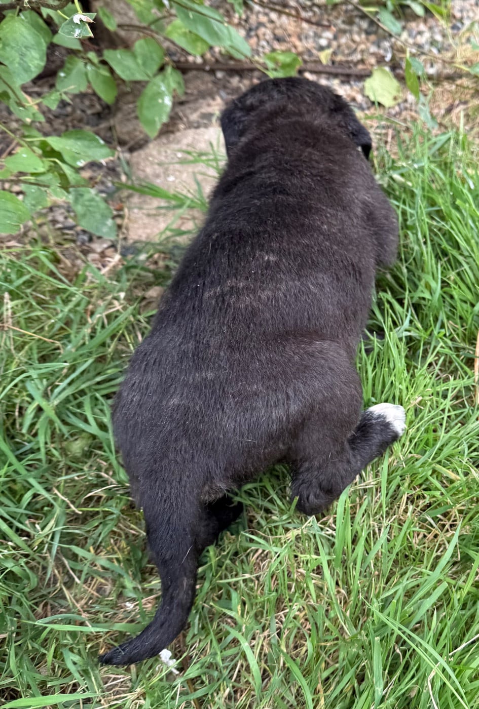 Chiot N°2 noir bringé