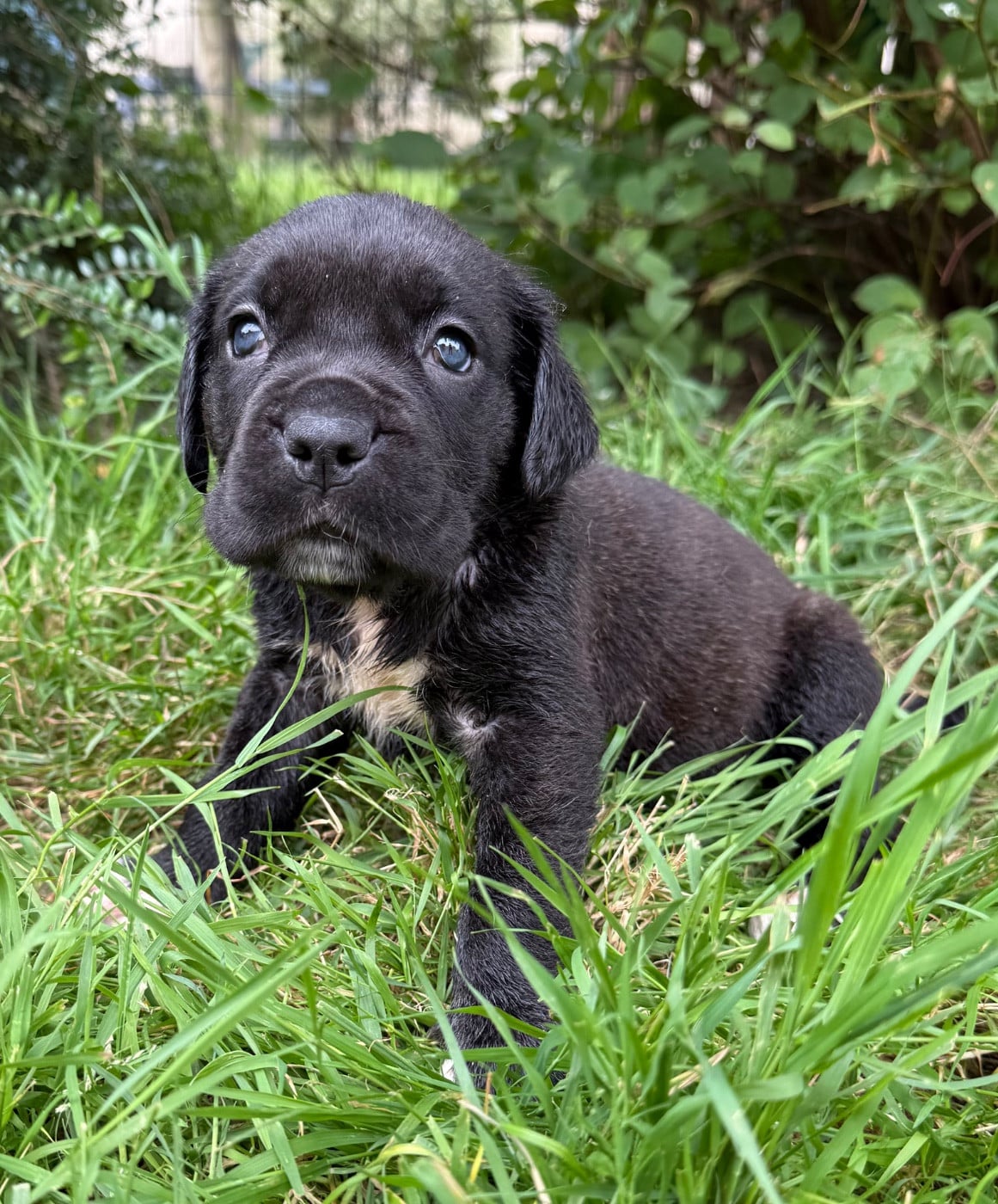 Chiot N°6