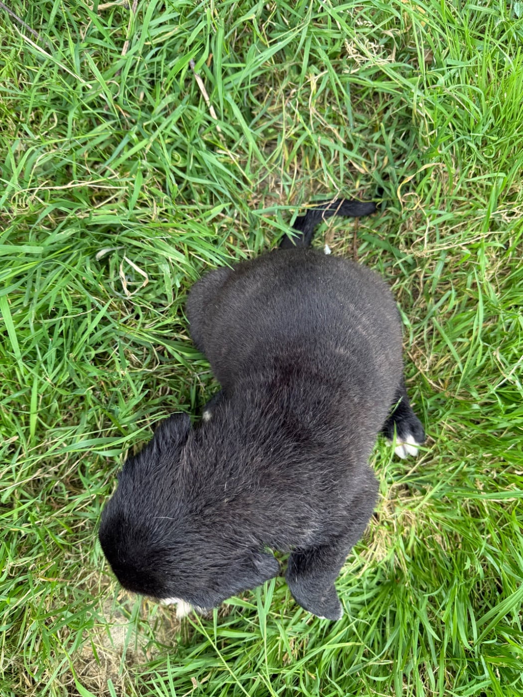 Chiot N°6