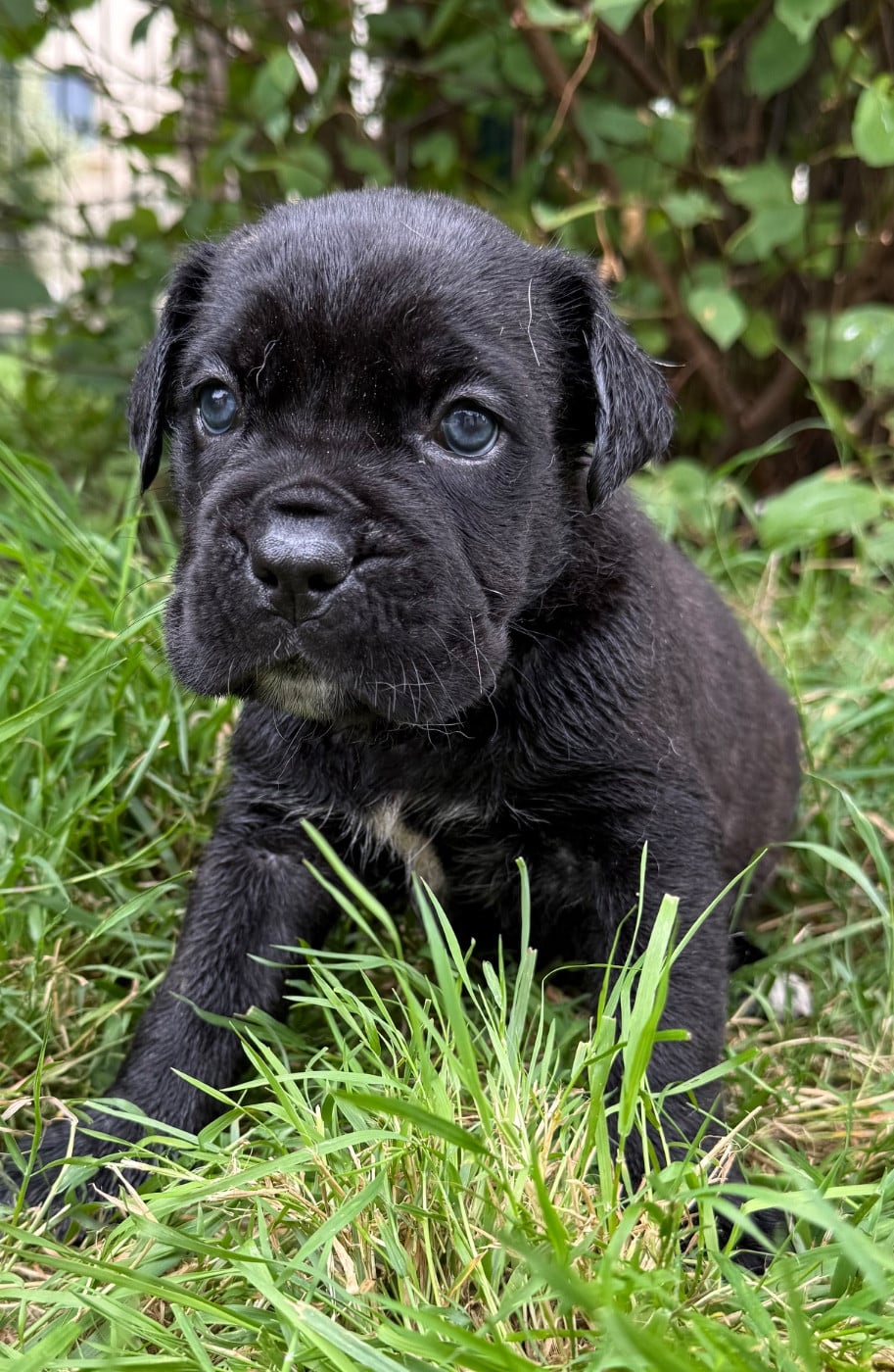 Chiot N°7