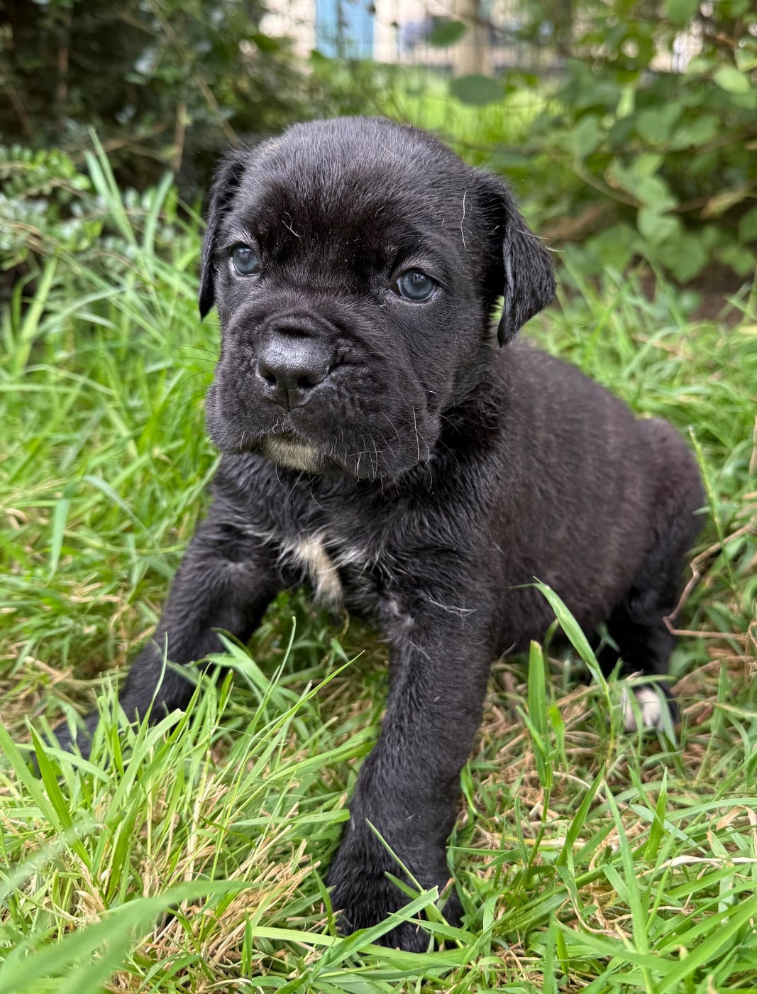 Chiot N°7