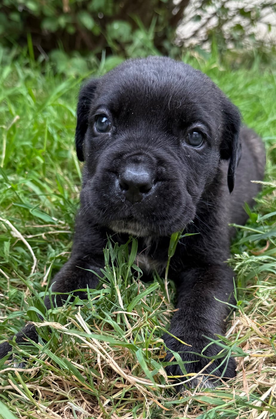 Chiot N°8