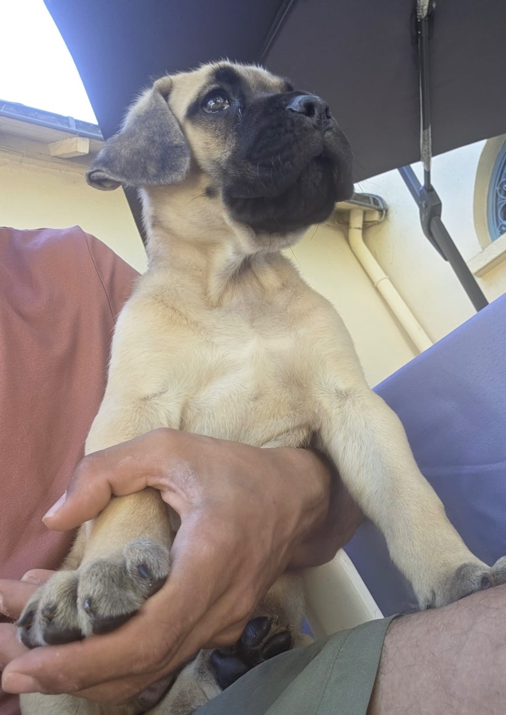 Chiot N°5