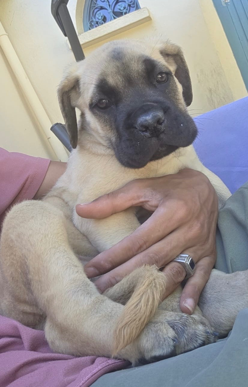 Chiot N°5