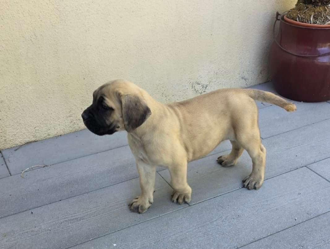 Chiot N°5