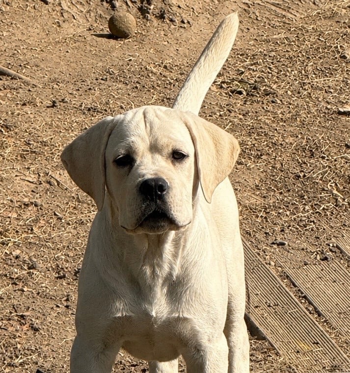 Cane Corso - Valma's Signature