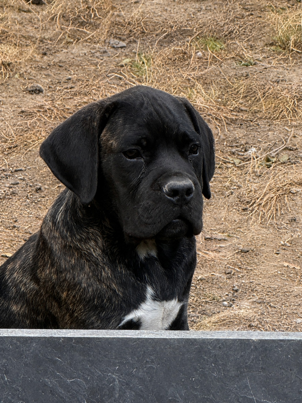 Chiot N°2 - Cane Corso