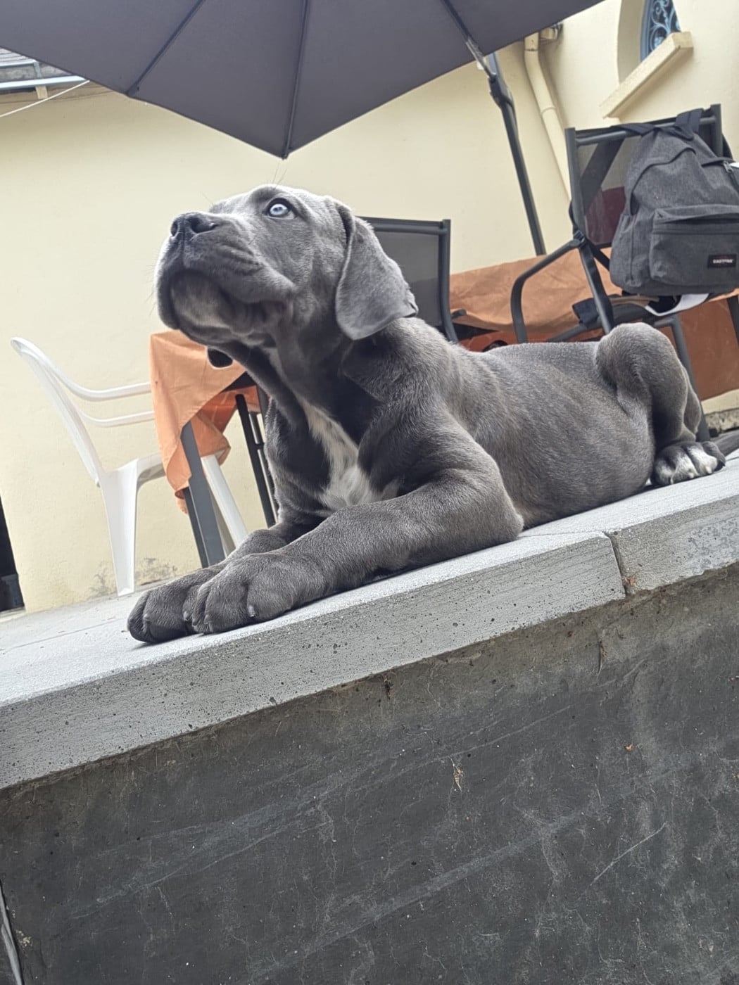 Chiot Cane Corso