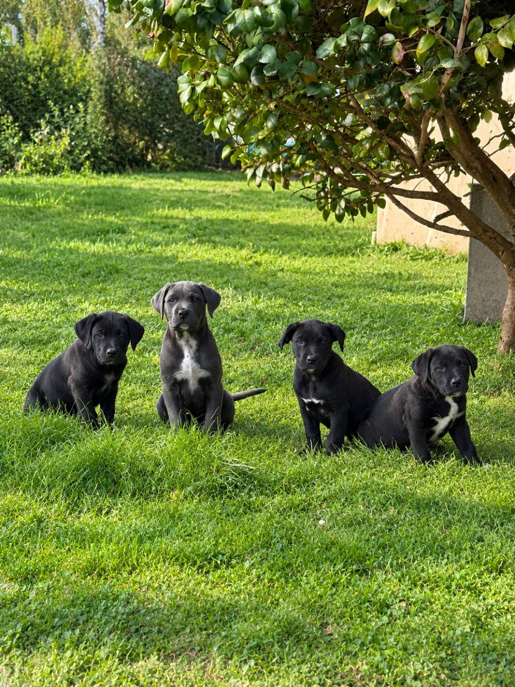 Cane Corso - Valma's Signature