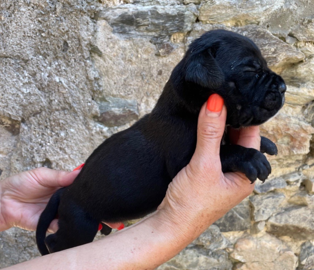 CHIOT 7 noire