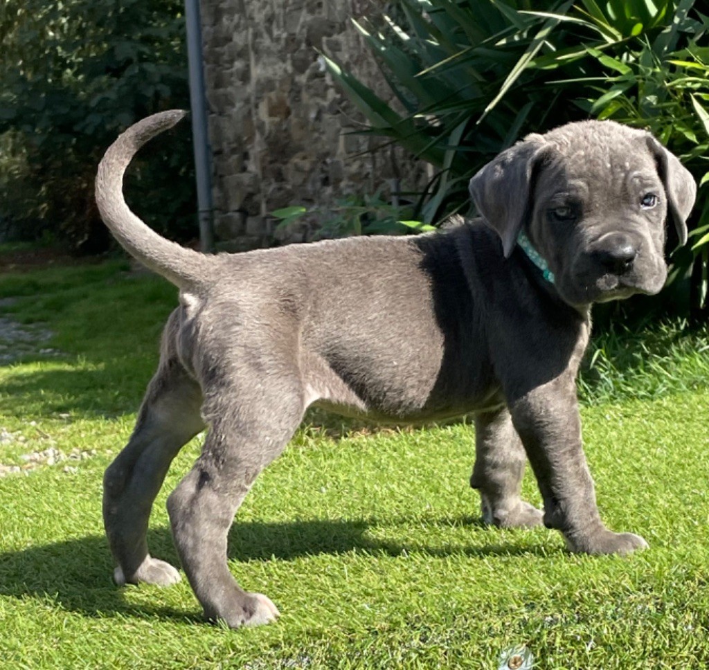 CHIOT 4 gris