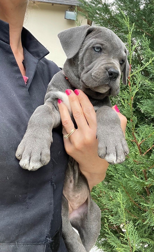 CHIOT 10 grise