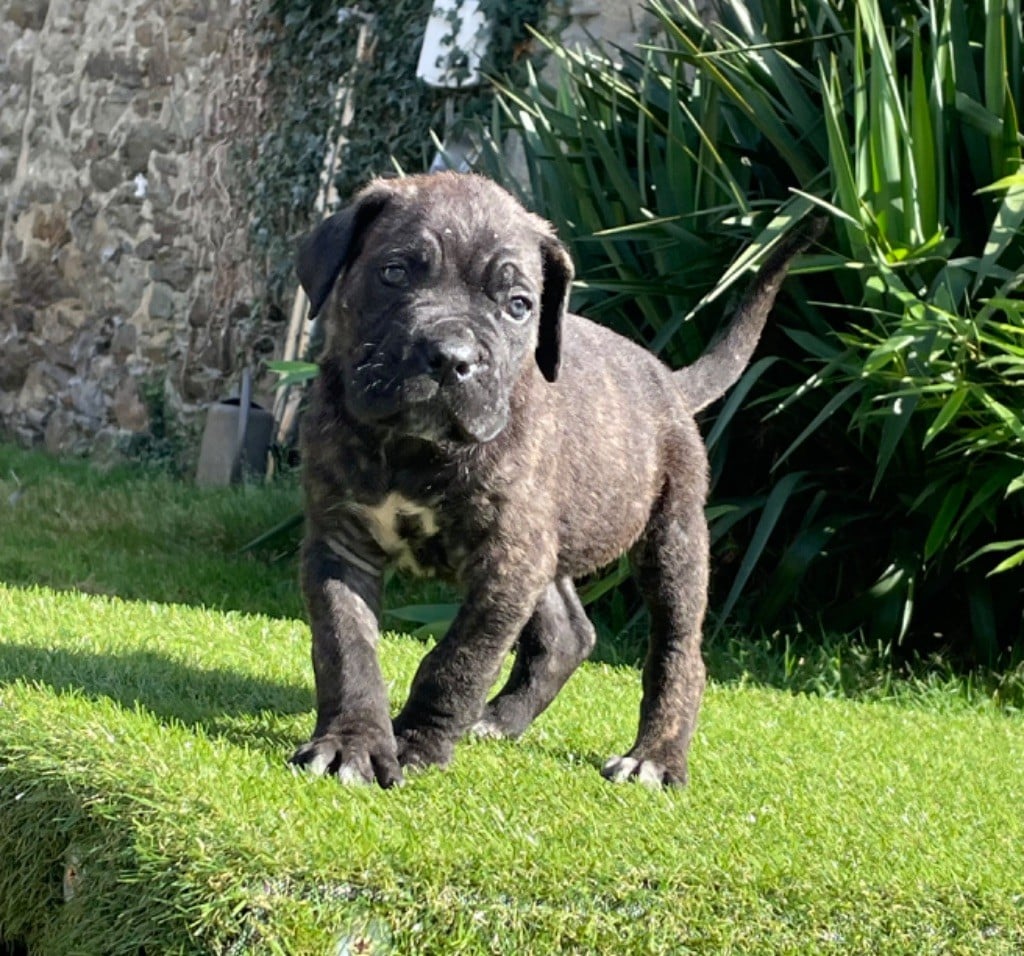 CHIOT 2 noir bringé rouge