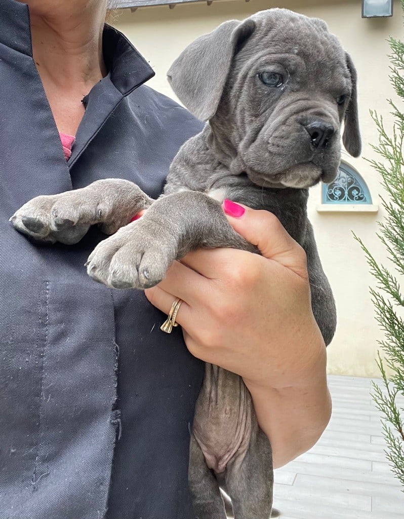 CHIOT 12 grise bringé