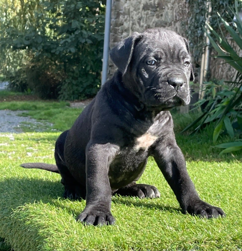 CHIOT 3 noir