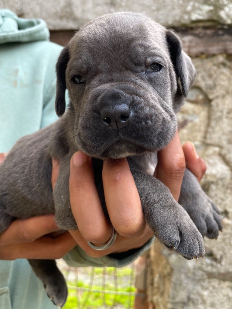 Chiot Cane Corso - CHIOT 8 gris bringé Valma's Signature