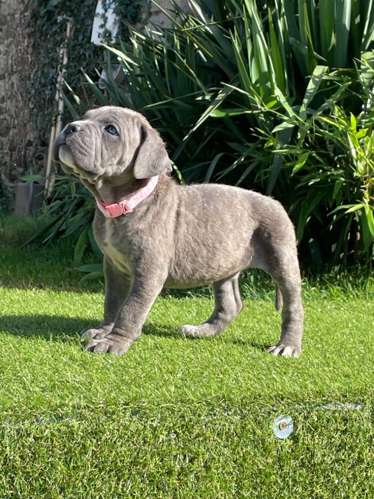 CHIOT 8 gris bringée