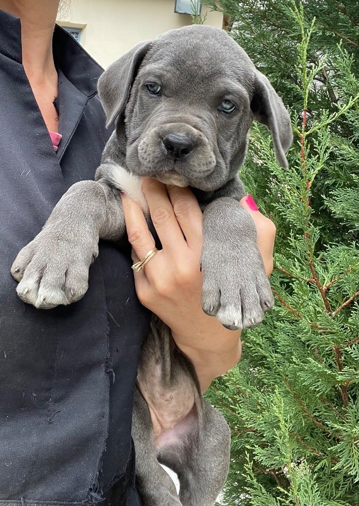 CHIOT 10 grise