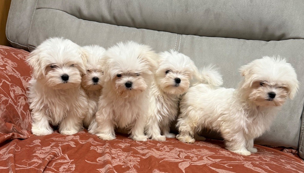 Bichon maltais - Valma's Signature