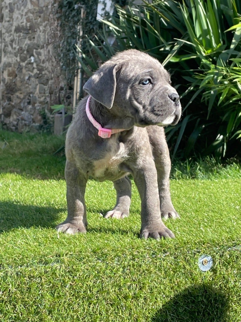 CHIOT 8 gris bringée