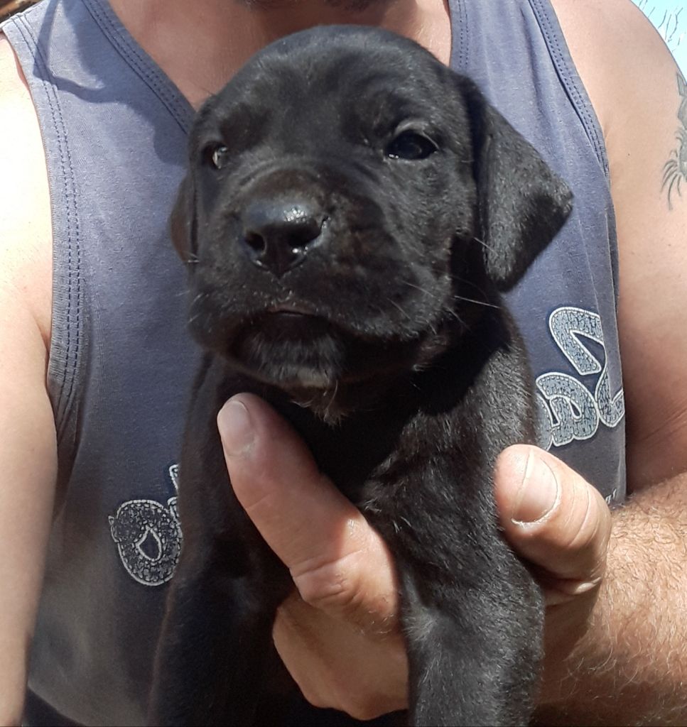 Chiot Cane Corso, CHIOT noire, mâle disponible en Pays de