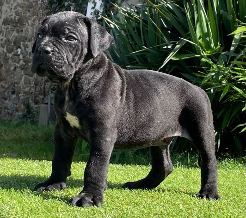 CHIOT 3 noir