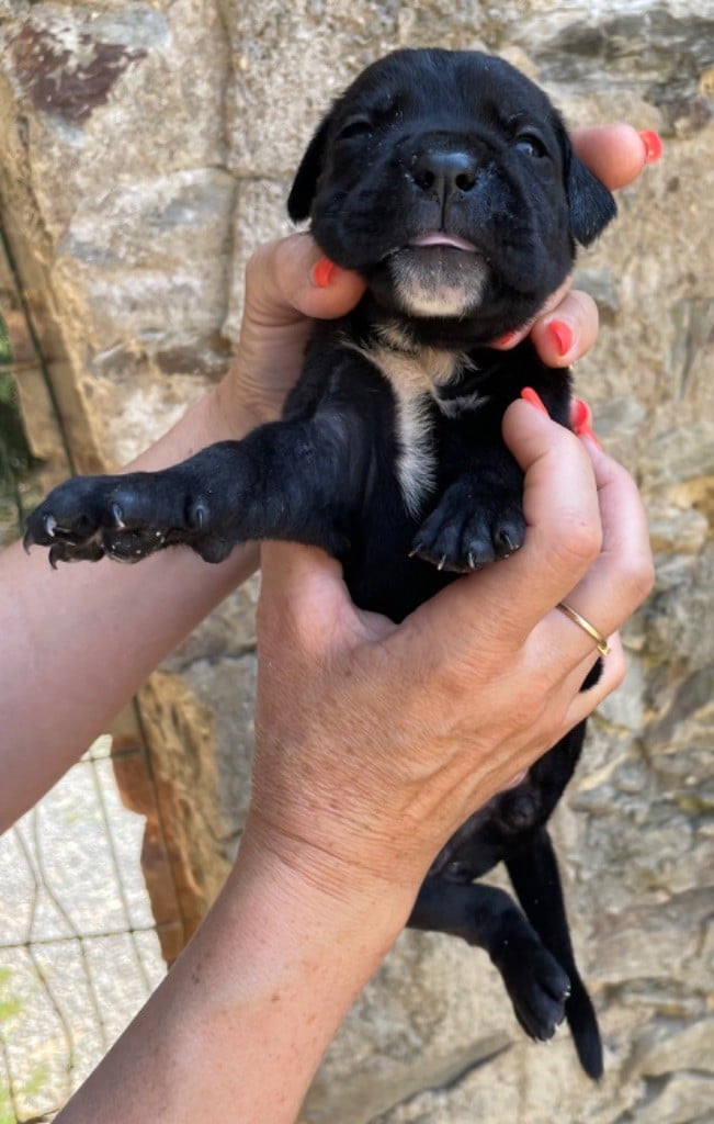 CHIOT 7 noire