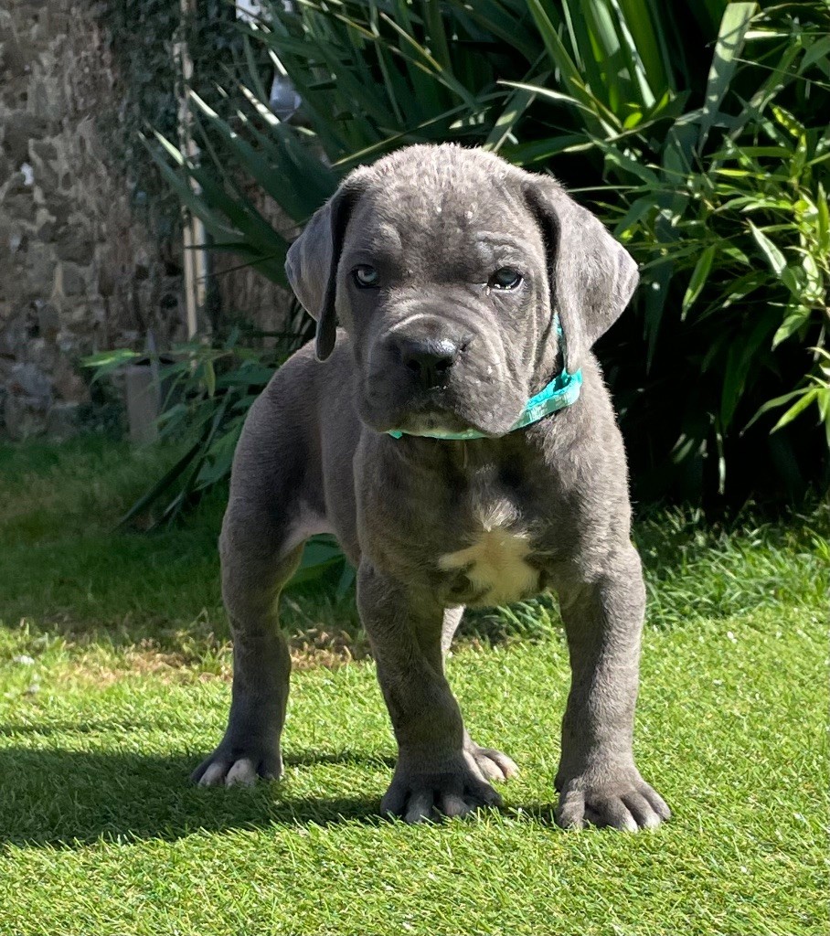 CHIOT 4 gris