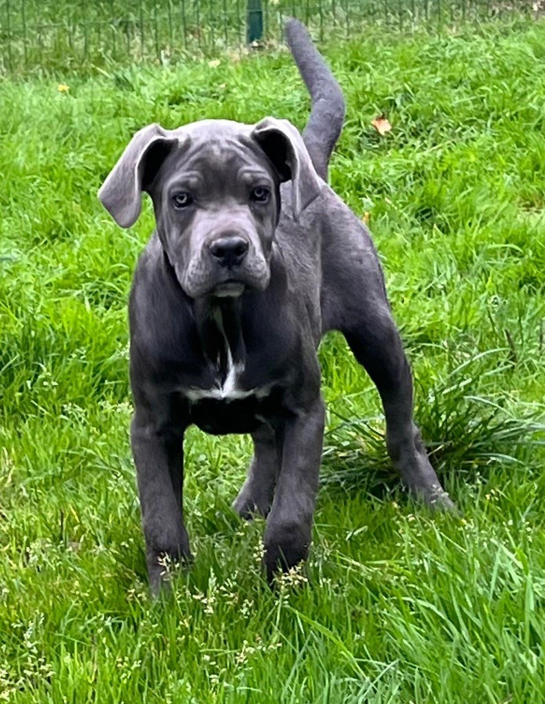 CHIOT 14 grise VAYA