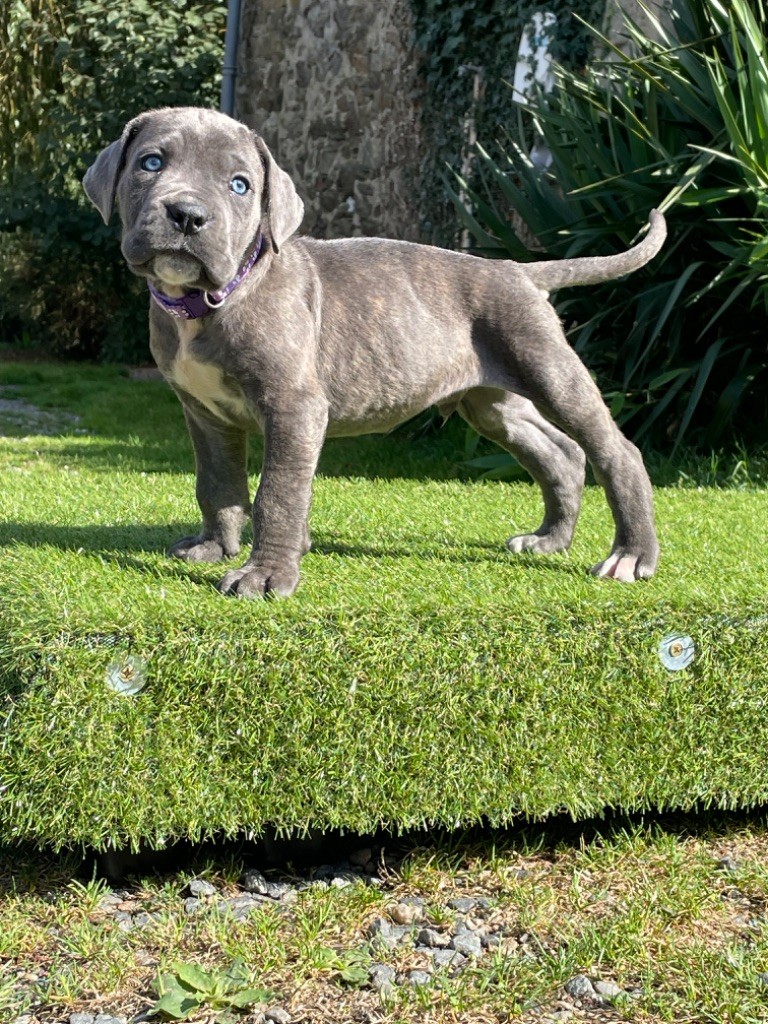CHIOT 5 gris bringé