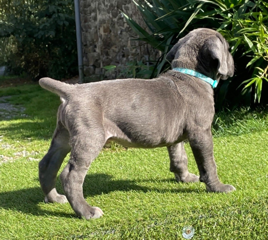 CHIOT 4 gris