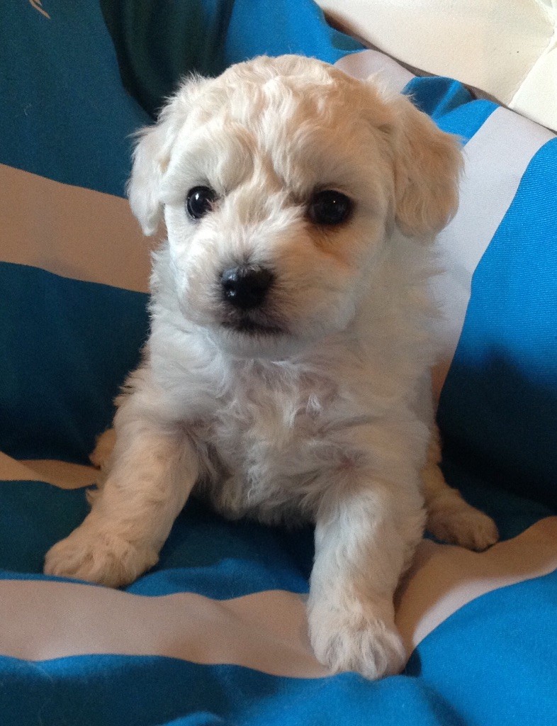 Chiot Bichon frise, femelle disponible en Pays de la Loire