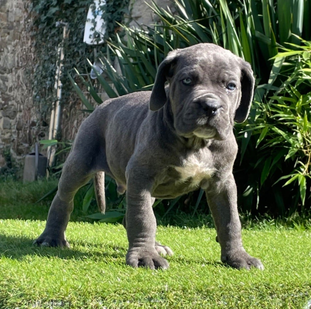CHIOT 1 gris