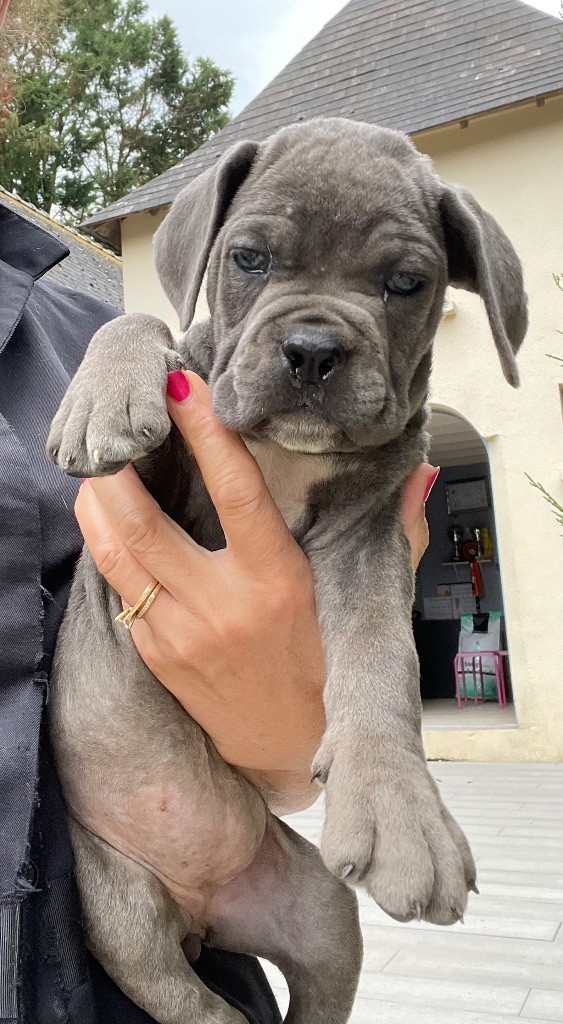 CHIOT 12 grise bringé