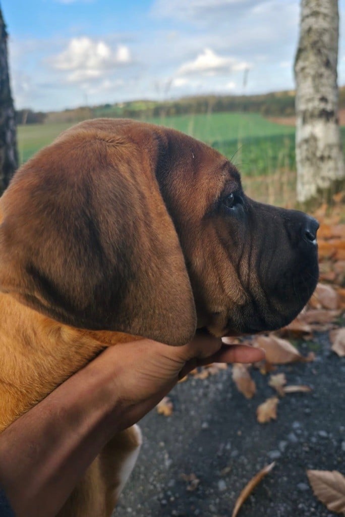 CHIOT 3 fauve masque noir