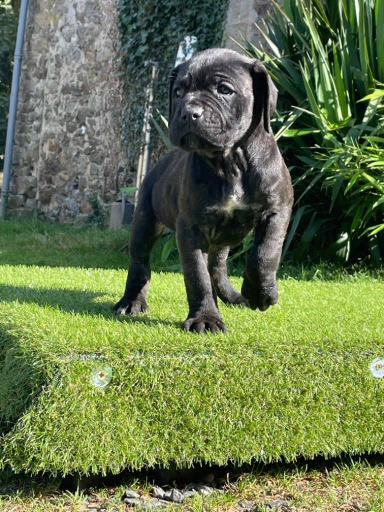 CHIOT 7 noire