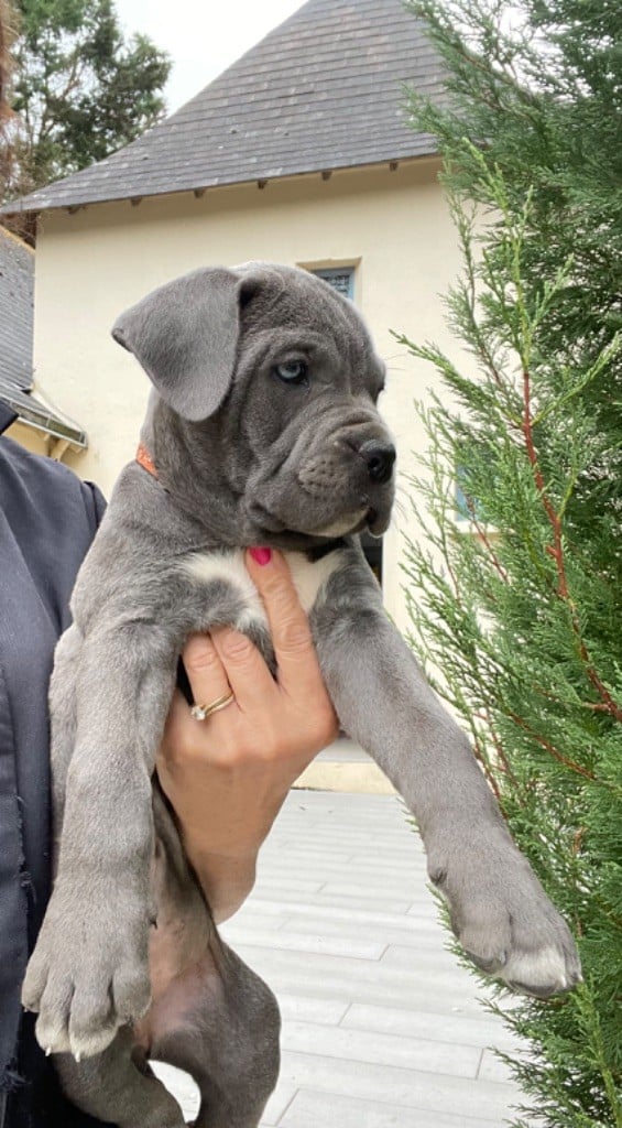 CHIOT 10 grise