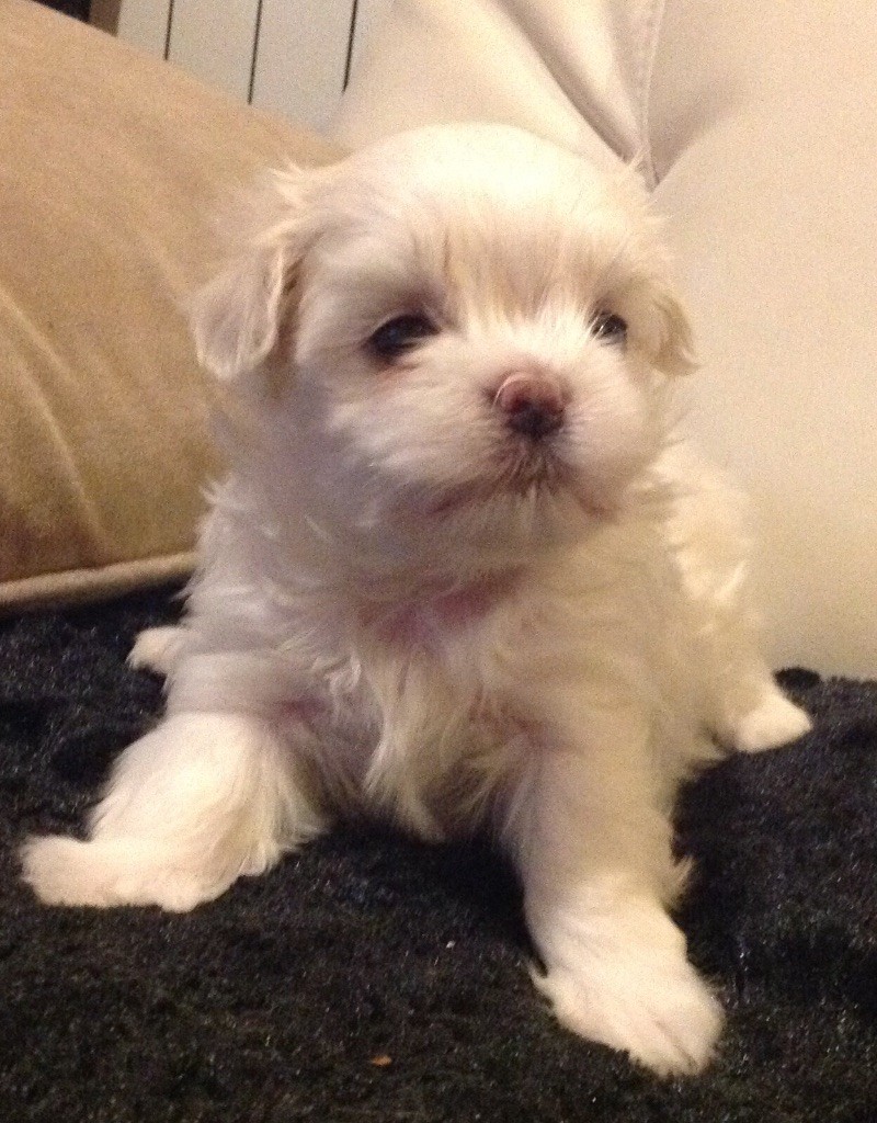 CHIOT - Bichon maltais