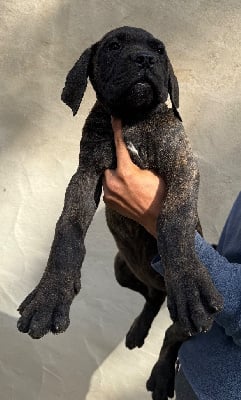 Les chiots de Cane Corso