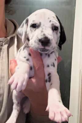 Les chiots de Dalmatien
